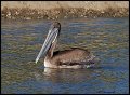 _2SB5730 brown pelican